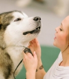 Kaip suprasti šunų kūno kalbą?