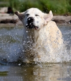 Šuniui gyvybiškai svarbu – vanduo!
