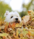 Gyvūnų gerovė: šunų sveikata ir savijauta atėjus rudeniui