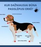 Būkite atidūs: vasara – erkių aktyvumo pikas